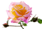Роза - zdarma png animovaný GIF