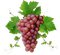 Tournesol94 fruit - Free PNG Animated GIF