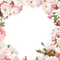 loly33 frame pivoine - 免费PNG 动画 GIF