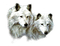 wolf bp - kostenlos png Animiertes GIF