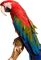papagei milla1959 - zadarmo png animovaný GIF
