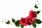квіти - ücretsiz png animasyonlu GIF