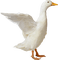 Kaz_Creations Duck - gratis png geanimeerde GIF