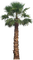 palmeira - nemokama png animuotas GIF