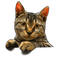 Nina cat - ingyenes png animált GIF