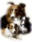 Dogs - bezmaksas png animēts GIF