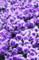 violets background - GIF animé gratuit GIF animé