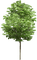 Baum - kostenlos png Animiertes GIF