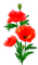 fleur,garden,pavots,red,Pelageya