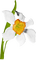 fleurs ( - png gratuito GIF animata
