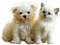 gala animals dog - gratis png geanimeerde GIF