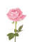 pink rose - gratis png geanimeerde GIF