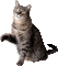 Cats'n'Kittens - Bezmaksas animēts GIF animēts GIF