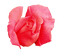 Rose - png gratuito GIF animata