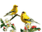 oiseaux - png gratis GIF animasi