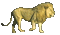 lion bp - Bezmaksas animēts GIF animēts GIF