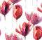 loly33 tulipe - PNG gratuit GIF animé