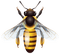 bee - 免费PNG 动画 GIF