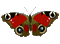 бабочка - 無料のアニメーション GIF アニメーションGIF