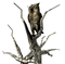 owl in tree - Δωρεάν κινούμενο GIF κινούμενο GIF