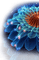 Blue lotus - nemokama png animuotas GIF
