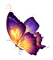 papillon violet