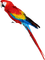 Kaz_Creations Parrot Bird - бесплатно png анимированный гифка