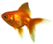goldfish>>?? - PNG gratuit GIF animé