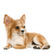 Chihuahua - besplatni png animirani GIF