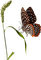 All  my butterflys - PNG gratuit GIF animé