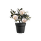 Rhododendron - PNG gratuit GIF animé