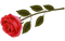 Red rose - nemokama png animuotas GIF