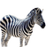 Zebra... - gratis png geanimeerde GIF