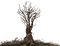 tree - бесплатно png анимированный гифка