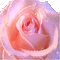 roses rosen rose pink glitter