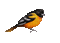 Bird 9