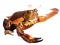 crab toad frog sea creature thing - бесплатно png анимированный гифка