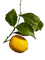 lemon - безплатен png анимиран GIF