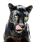 Kaz_Creations Animal-Black Panther - Безплатен анимиран GIF