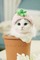 maj chat blanc - png gratuito GIF animata
