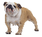 bulldog - Kostenlose animierte GIFs Animiertes GIF
