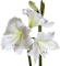 Flowers white bp - 無料png アニメーションGIF