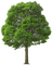 Kaz_Creations Trees Tree Colours - png gratuito GIF animata