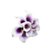 kikkapink deco scrap white purple flower