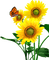 sonnenblume milla1959 - Free PNG Animated GIF