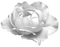 flower-white - PNG gratuit GIF animé