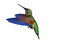 humming bird - Gratis geanimeerde GIF geanimeerde GIF
