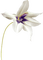 fleur blanche.Cheyenne63 - δωρεάν png κινούμενο GIF