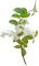 dolceluna flowers - безплатен png анимиран GIF