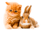 cat and rabbit by nataliplus - darmowe png animowany gif